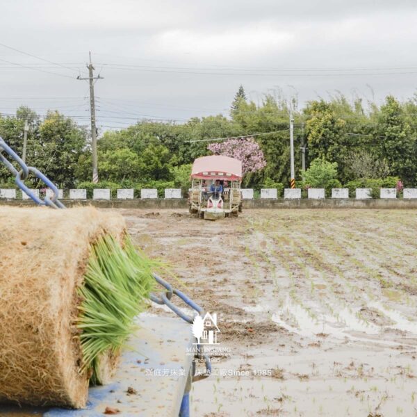 火龍果 工廠稻田 楊梅農業區