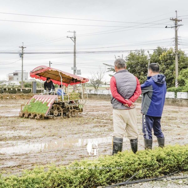 火龍果 工廠稻田 楊梅農業區