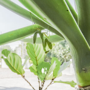 小螳螂 床墊工廠 麻雀