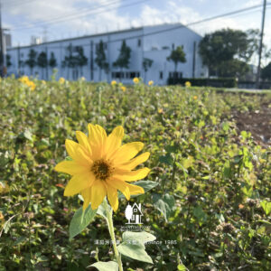 Home 4 冬天早晨曬太陽的好處,其實比你想的還多