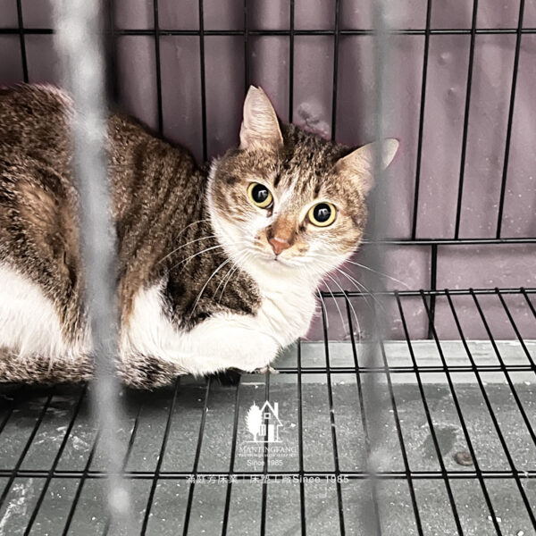 IMG 0937 1200x1200 陳愛媽，用雙手為浪浪撐起一個溫暖的家