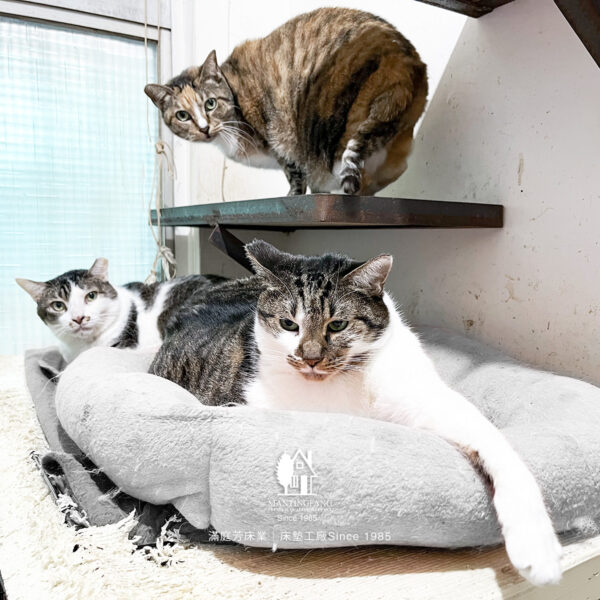 IMG 0941 1200x1200 陳愛媽，用雙手為浪浪撐起一個溫暖的家