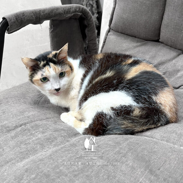 IMG 0946 1200x1200 陳愛媽，用雙手為浪浪撐起一個溫暖的家