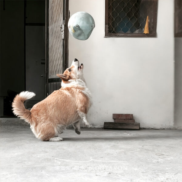 公益床墊送達花蓮光復鄉|一趟被部落狗狗放慢的捐贈旅程 4 1 1200x1200 公益床墊送達花蓮光復鄉|一趟被部落狗狗放慢的捐贈旅程