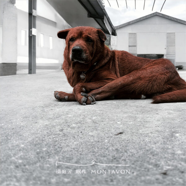 公益床墊送達花蓮光復鄉|一趟被部落狗狗放慢的捐贈旅程 3 2 1200x1200 公益床墊送達花蓮光復鄉|一趟被部落狗狗放慢的捐贈旅程