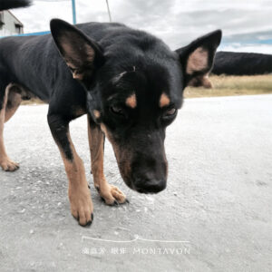 Home 6 公益床墊送達花蓮光復鄉|一趟被部落狗狗放慢的捐贈旅程