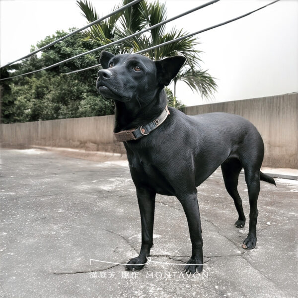 公益床墊送達花蓮光復鄉|一趟被部落狗狗放慢的捐贈旅程 2 4 1200x1200 公益床墊送達花蓮光復鄉|一趟被部落狗狗放慢的捐贈旅程