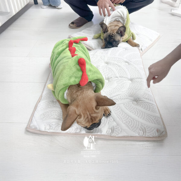 帶毛孩一起選床,寵物友善床墊工廠日常 2 IMG 3426 1200x1200 帶毛孩一起選床,寵物友善床墊工廠日常