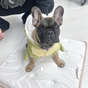 Home 3 兩位小小毛孩貴客