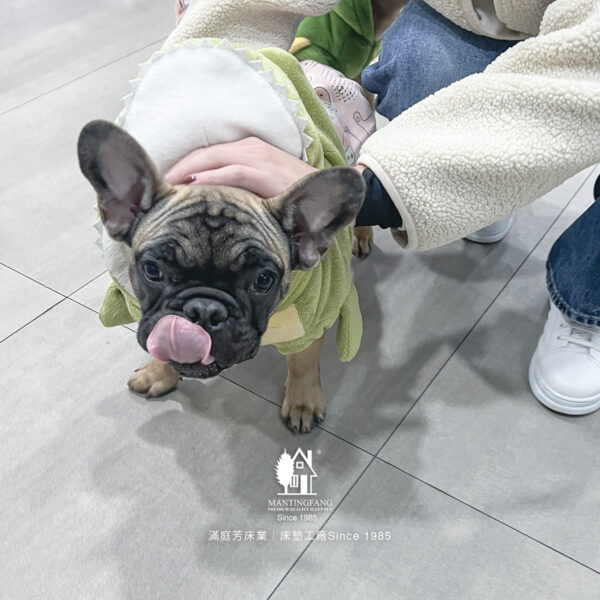 帶毛孩一起選床,寵物友善床墊工廠日常 3 IMG 3440 1200x1200 帶毛孩一起選床,寵物友善床墊工廠日常
