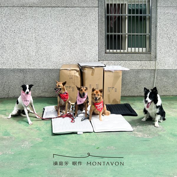 送毛孩墊傳遞溫暖,幫幫芝麻糊找家|關懷中途狗狗與動物領養 1 IMG 7257 1200x1200 送毛孩墊傳遞溫暖,幫幫芝麻糊找家|關懷中途狗狗與動物領養